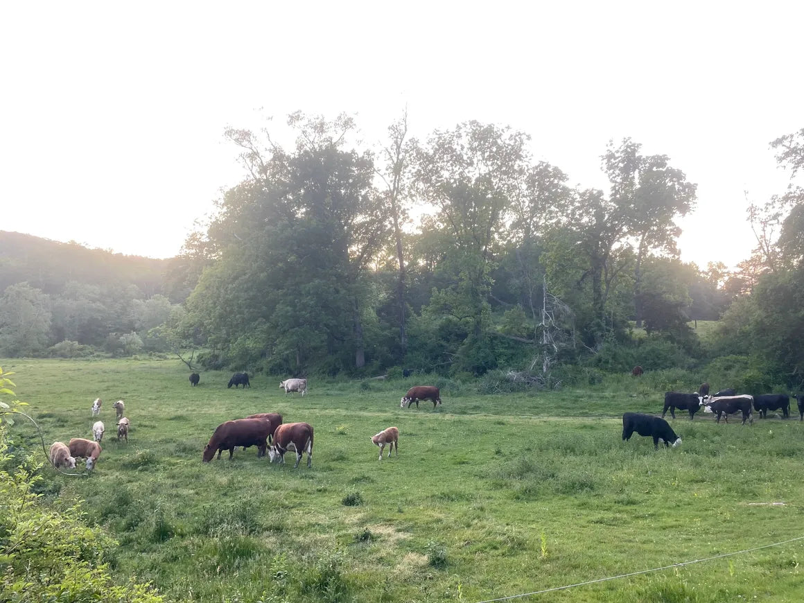 Coming Soon - Cattle Drive and BBQ