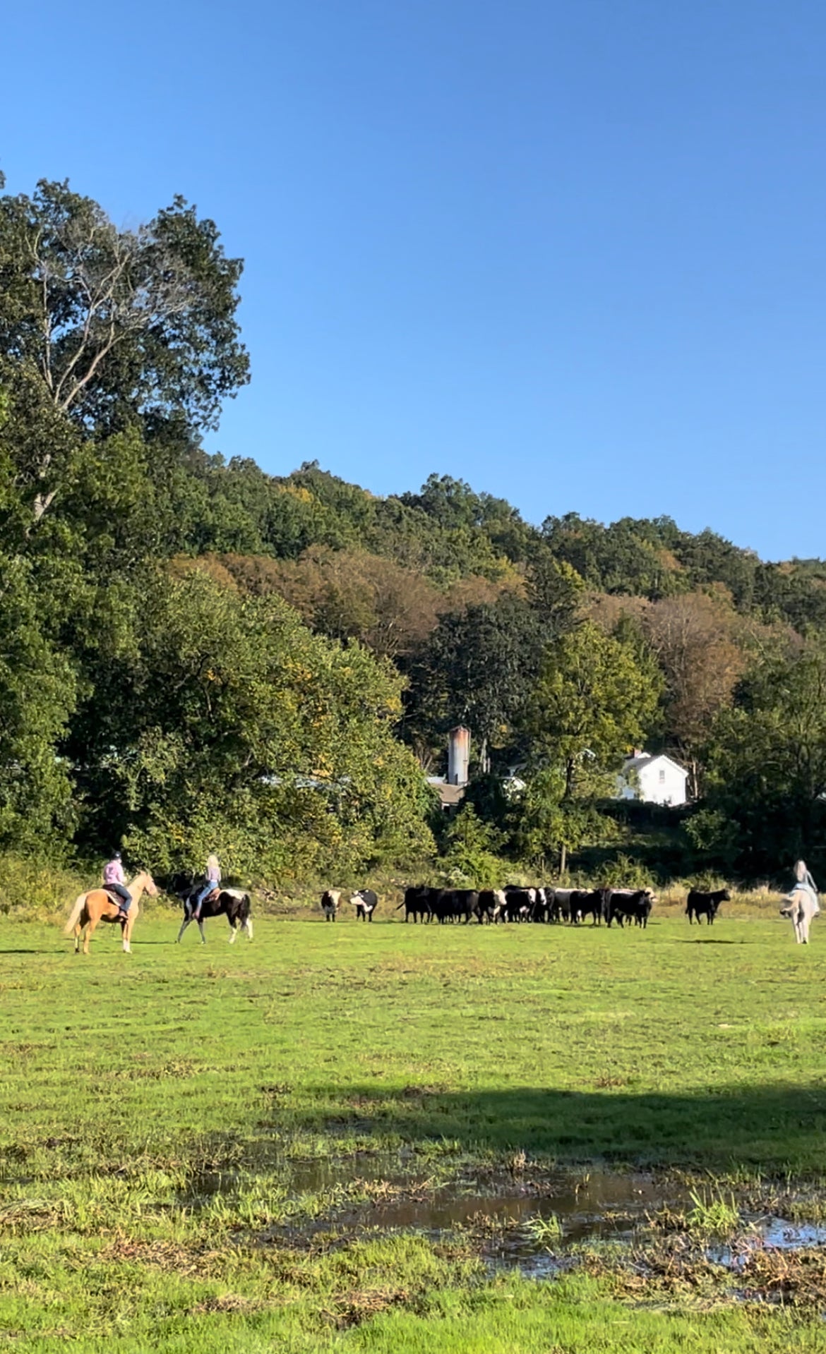 Coming Soon - Cattle Drive and BBQ