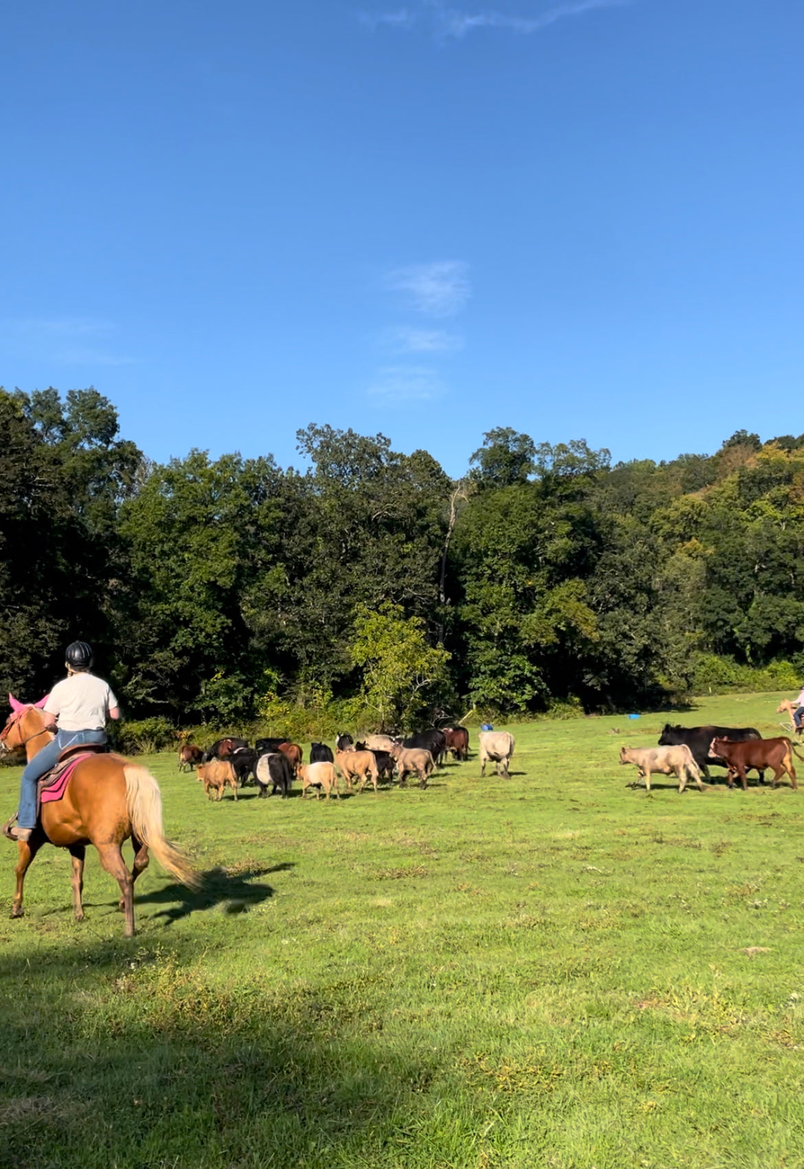 Coming Soon - Cattle Drive and BBQ