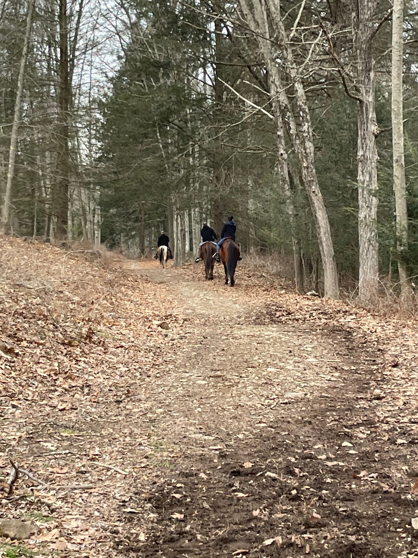 Horseback riding lessons for vacation